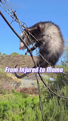 From Injured to Mama: This Possum Became the Star of the Family! #fyp #possum #animals #healing #heartwarming 