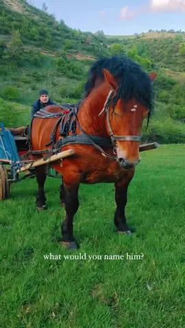 Hungry for a taste of the past? In the heart of Romanian villages, horses have been more than just animals; they’ve been vital partners in daily life. As we delve into the countryside, it’s impossible not to feel the emotional weight of this centuries-old bond. These creatures, stoic yet tender, have ploughed fields, pulled carts, and carried burdens, weaving their existence tightly with that of the villagers who depend on them. This profound relationship captures a timeless rhythm of rural life, where every neigh and hoofbeat tells a story of survival and symbiosis. The statistics surrounding these equine helpers are as compelling as they are heartwarming. In Romania, particularly in traditional rural areas, nearly 20% of agricultural and transport tasks are still powered by horses. These animals do not just lighten the physical load; they also contribute significantly to maintaining agricultural biodiversity, preserving old ways in a world racing towards mechanization. In some villages, it’s common to see horses that can carry loads up to half their body weight, showcasing not just their incredible strength but also the deep trust and understanding they share with their human counterparts. The legend of these giant, mythical horses, known from folklore to be guardians and warriors, resonates with the real-life role horses still play in Romanian villages today. Their ongoing presence in the fields and on the paths winding through the Carpathians echoes the tales of their legendary counterparts, suggesting that maybe, in Romania, magic isn’t just a thing of the past. Can you suggest a suitable name for this big guy? Video by @alexfarcas99cay [ Romanian Villages, Horse Culture, Rural Life, Agricultural Traditions, Carpathian Mountains, Folklore, Traditional Farming, Equine Partners, Biodiversity Conservation, Mechanization Challenges, Emotional Bond, Strength and Resilience, Legendary Horses, Rural Transportation, Heavy Loads, Human-Horse Bond] #romania #travel #rurallife #horses #culturalheritage #folklore #tradition #conservation #agriculture #Bigfoot #horses