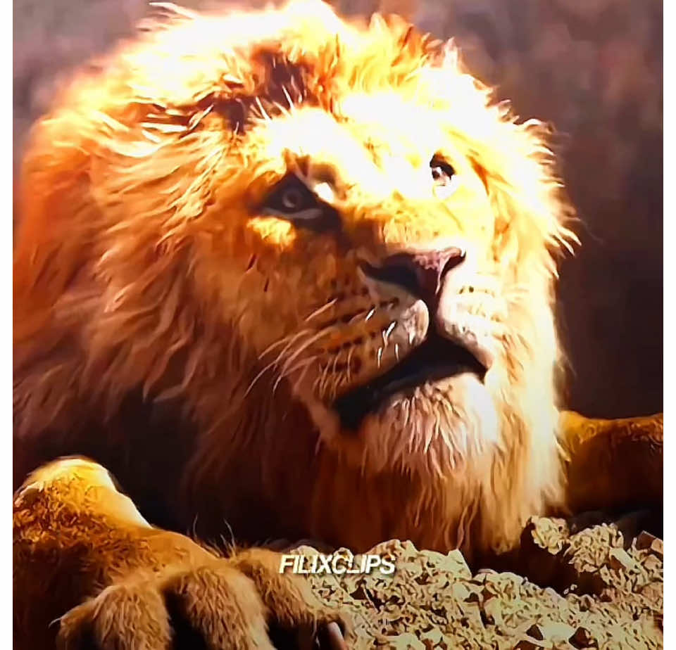 “We’ve been here before.”💔 #mufasa #scar #taka #thelionking #mufasathelionking #mufasamovie #dontletthisflop #trending #similarities #goviral #spoilers⚠️ #unshadowbanme #disneyliveaction #mufasaandscar #takaandmufasa #dontflop #viralthis #unshadowbanme #fyp #getonfyp 