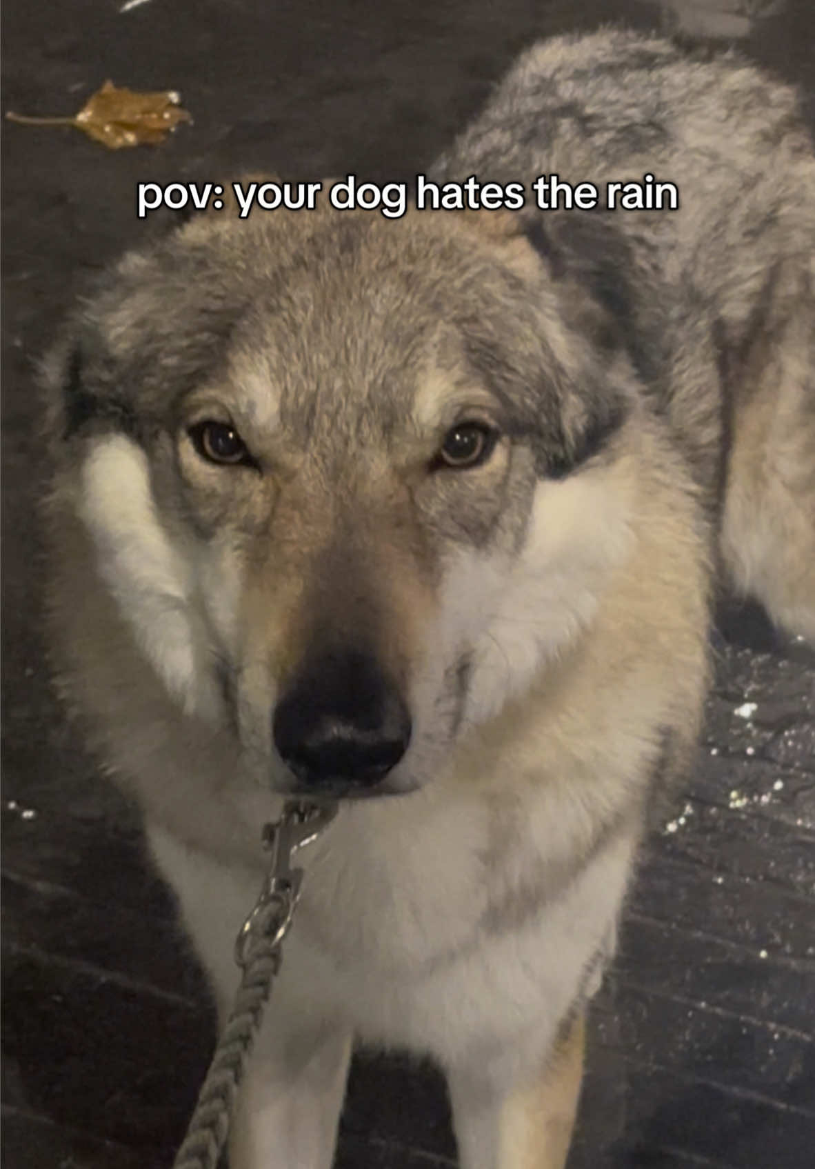 Rio said: 😒😠🤨🐾 help him leave rainy Belgium safely through the link in my bio!❤️‍🩹 #czechoslovakianwolfdog #wolfdog #germanshepherd #gsd #dog #doggo #doglover #dogsofinstagram #doglife #dogphotography #dogoftheday #goodboy #dramaqueen #rain #goofy 