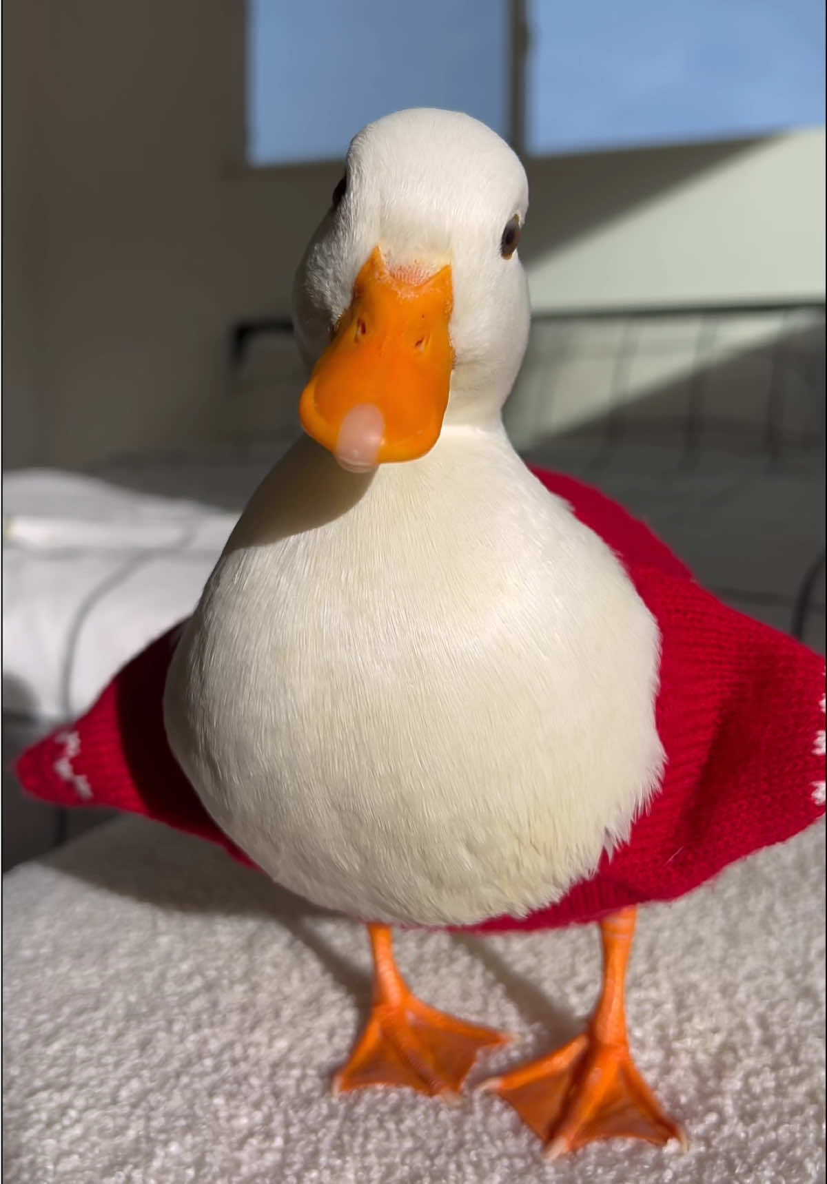 🪿🎶 #fyp #trending #pet #duck #dancing 