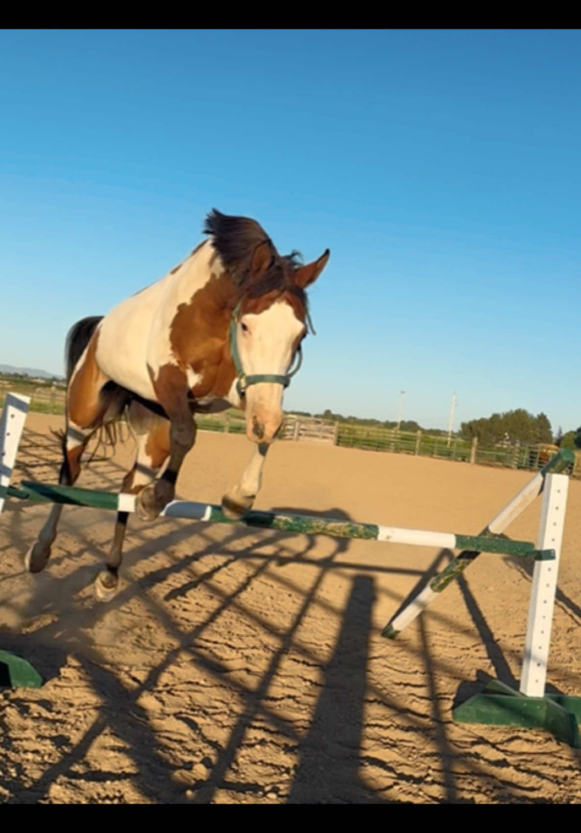 So proud of her for being a champ and with all the new stuff I’ve thrown her way over the past 4 years.  #horses #equestrian #jumper #hunter #english #fyp 