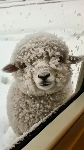 It was very cold outside, and little sheep wanted to go inside to keep warm...#sheep #babysheep #babygoat #lamb #cute #winter 