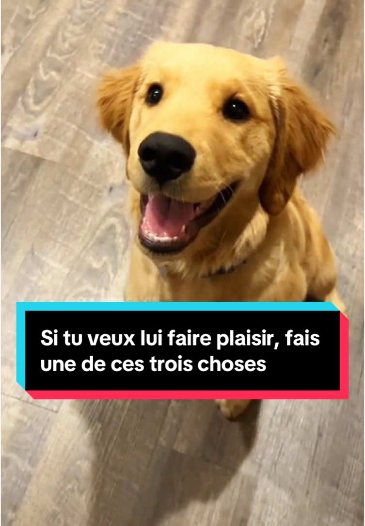 Faire plaisir à un chien, c’est plus simple que vous ne le pensez. Les chiens adorent découvrir de nouvelles odeurs, alors surprenez-les avec des senteurs inhabituelles comme la vanille ou la cannelle. Ils raffolent également des massages, surtout après une promenade : un moment de détente qui leur montre à quel point ils sont aimés. Et enfin, les balades dans des lieux inconnus sont pour eux une véritable aventure, une explosion de nouvelles sensations. Offrir ces moments à votre chien, c’est lui donner un bonheur simple mais inestimable. Qu’est-ce que ton chien préfère ?