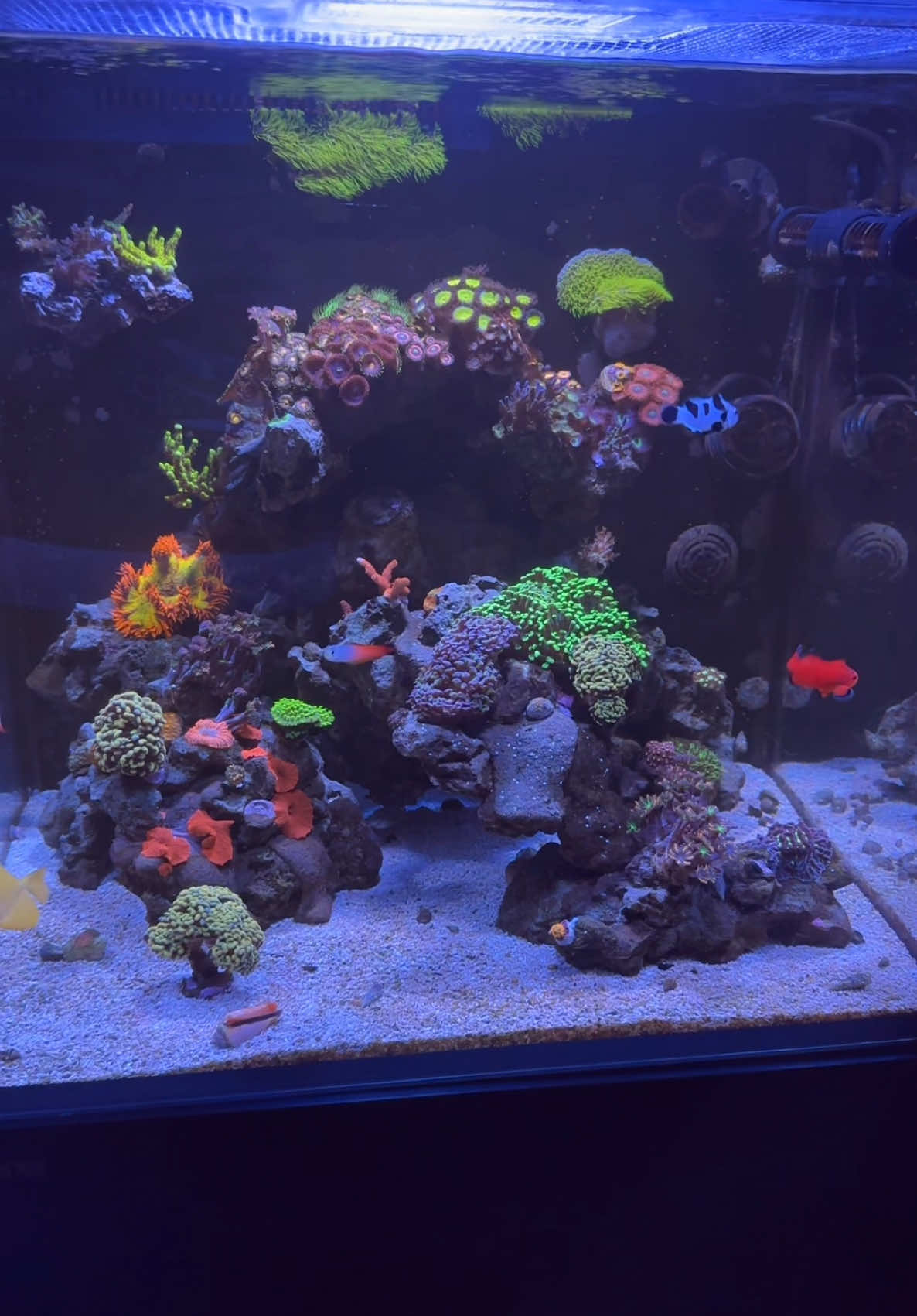 Out of the office means I’m able to just relax and enjoy the view all day!  @redsea.aquatics Max-E170 Light: Radion XR15 Gen 5 Pro with  Bullet-2 HOB ProteinSkimmer SICCE Syncra Silent 2.0 RedSea ReefDos 4 Reef care recipe: - @redsea.aquatics 4-Part Complete Reef Care -  Reef energy AB+ - @benepets Reef Food @CoralVueHydros Controller  - Hydros Control X4 Starter Pack -  Hydros WaveEngine LE - Kraken Controller #redsearecipe #redseaaquatics #reefcarerecipe #saltwateraquarium #hydros #kraken #corals #reeftank #reefer #reef #reefaddict #reefpack #reef2reef #reefbuilders #reefaholiks #reeflife #instareef #coralreeftank #allmymoneygoestocoral #eatsleepreef #reefaquarium #saltwater #saltwatertank #coral #reefgeek #reeftanks #zoagarden #zoa 