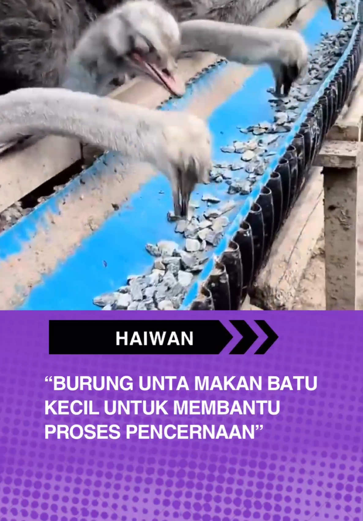 Burung unta memang makan batu kecil yang dipanggil gastrolith untuk membantu proses pencernaan. Sebab burung unta tak ada gigi untuk mengunyah makanan, batu-batu kecil ini disimpan dalam tembolok (bahagian perut yang berotot) dan membantu menghancurkan makanan seperti tumbuhan dan biji-bijian supaya lebih mudah dihadam. Ini adalah tingkah laku biasa dalam banyak spesies burung!