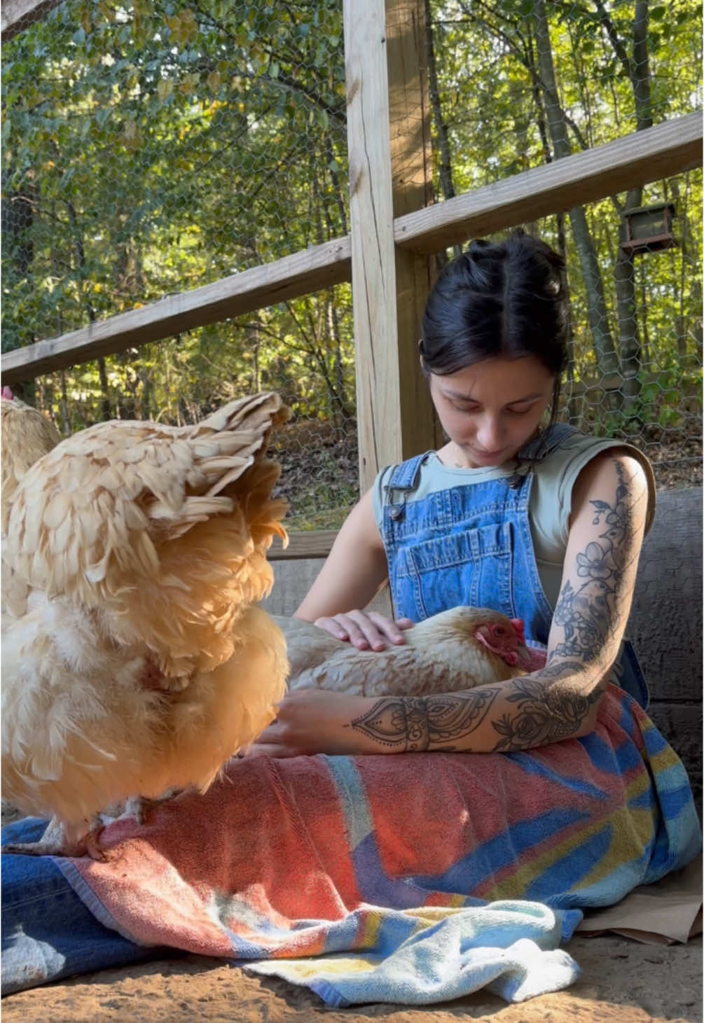 If there’s one thing about my chickens it’s that they love snuggle time!! 🥺💞  #chickenmom #chickensoftiktok #chickensoftiktok🐔 #chickensaspets #backyardchickens #backyardchicken #ilovemychickens #cuteanimalsoftiktok #cuteanimals #animalsoftiktok 