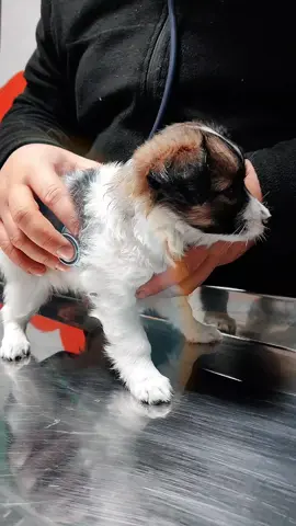 Minik dostumuza geçmiş olsun 🐾🐶   #CapCut #veterinerhekim #kadirliveteriner #yavruköpek 
