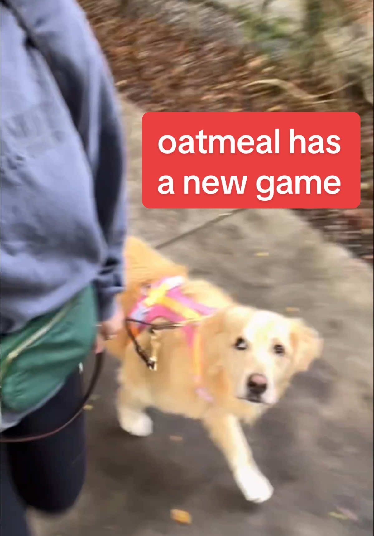 Oatmeal hates walks, here’s how he keeps them interesting #DogWalk #FunnyDog 