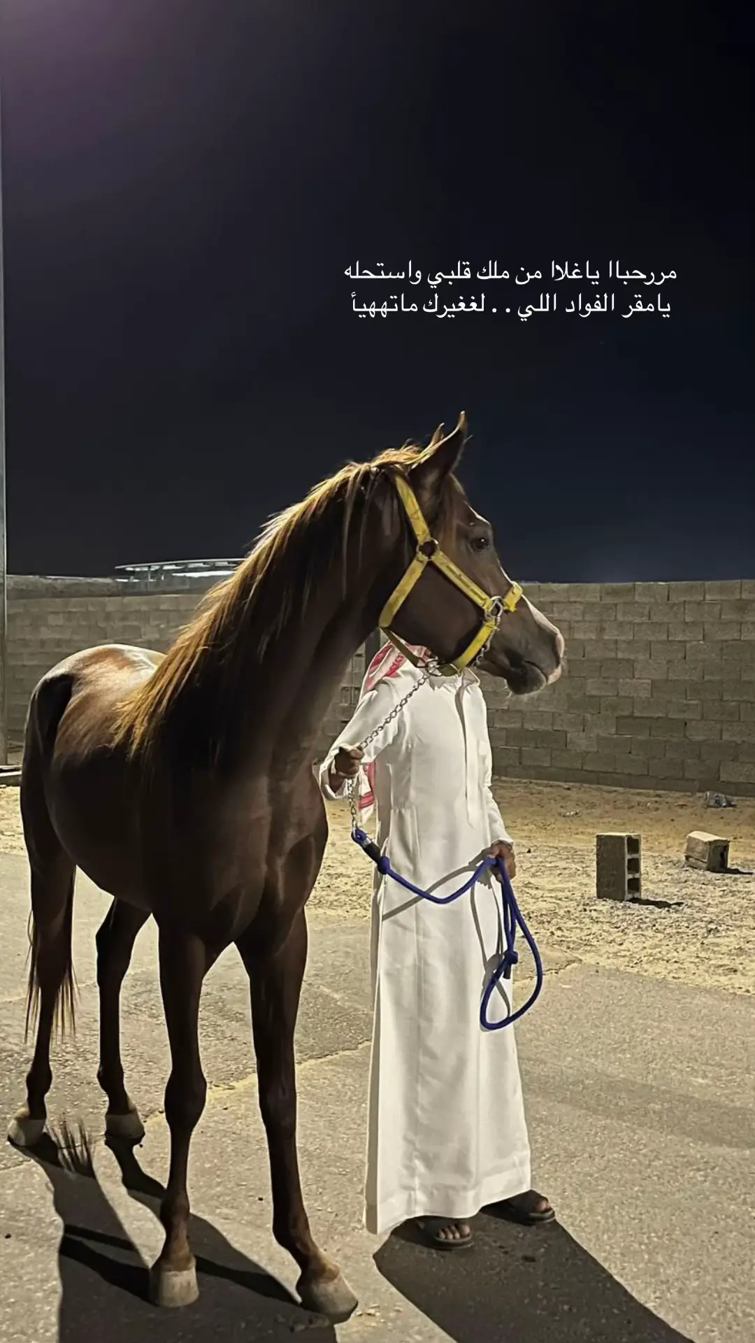 #خيل_وخياله🐎 #تصلال #تعليقاتكم✨ #يدمه #اكسبلور 