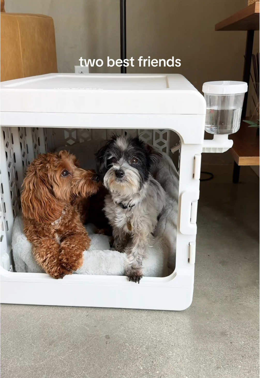 Two best friends in their cute KindTail homes🏡🐶🐶 #kindtail #dogcrate #petsupplies