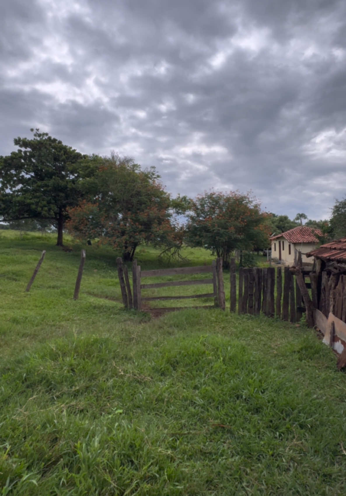 Na roça o tanto que está bonito! #uai #roça #zonarural_go #tik_tok #rural 