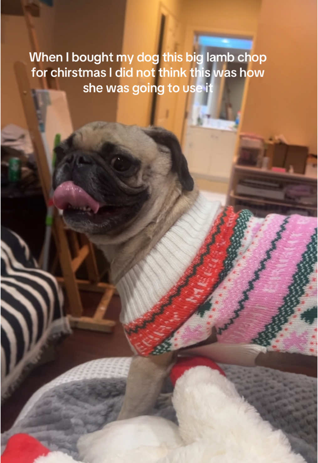 now I gotta return it!!! #pug #dogsoftiktok 