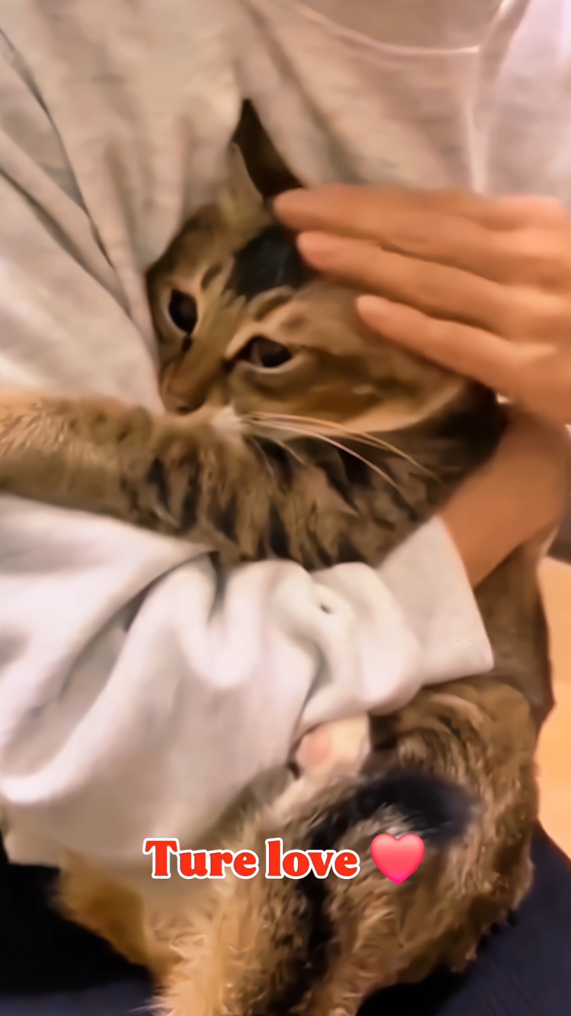 The kitten is loved  #funny #cat #fyp #catsoftiktok #funnycat #foryou #tiktok 