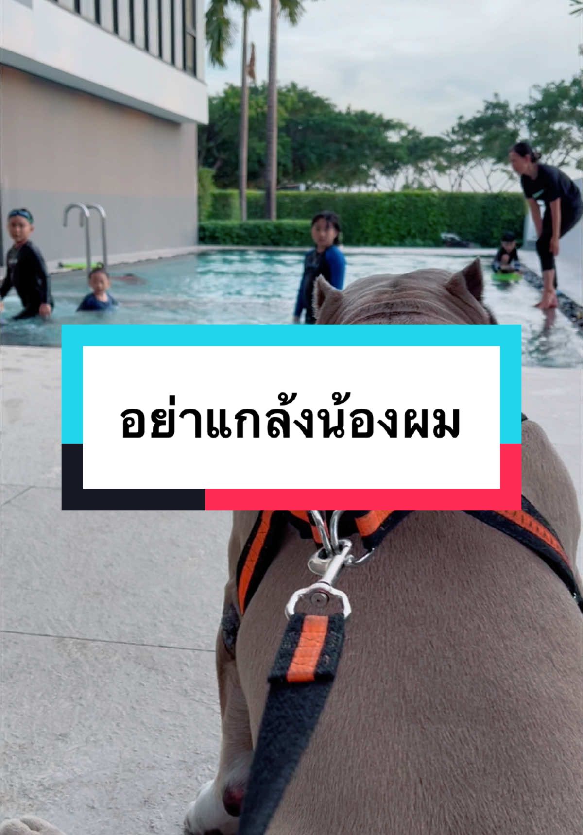 อย่าแกล้งน้องผม 🐶❤️👦🏻 @แม่ฝนของคิงโจ | 316.3K 🌥️  @แม่ฝนของคิงโจ | 316.3K 🌥️  @แม่ฝนของคิงโจ | 316.3K 🌥️  @KINGJOE789  @CEO KEWL SHOP  #คิงโจ #kingjoe #woodaon #ลูกครึ่งไทยเกาหลี #แม่ฝนของคิงโจ #บ้านฉัน #สวนสัตว์tiktok 