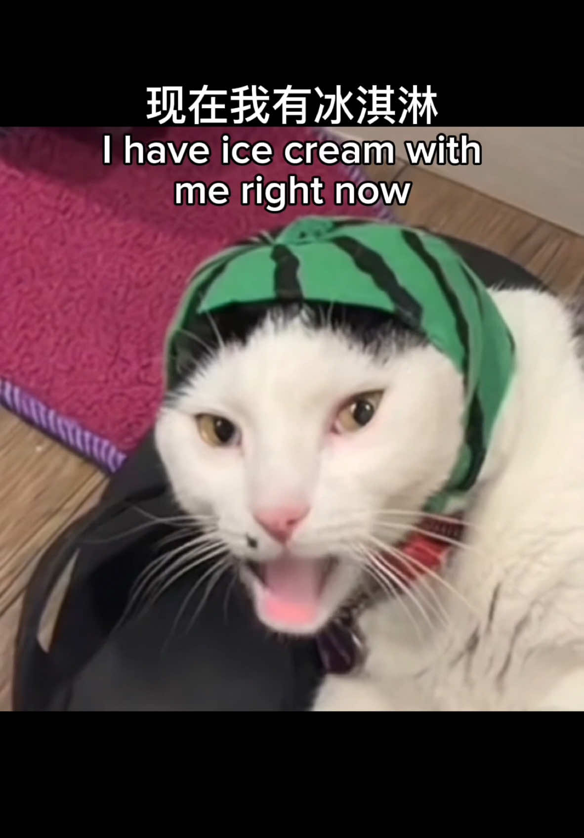 Melon Bing chilling 🍦🫡 #cat #meme #ai #fyp #melonbesmellin #bingchilling #CapCut 