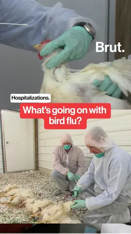 What's going on with bird flu? Here's what we know about the H5N1 bird flu virus as of December 27, 2024. #BirdFlu #H5N1 #Virus #CDC #BirdFluVirus