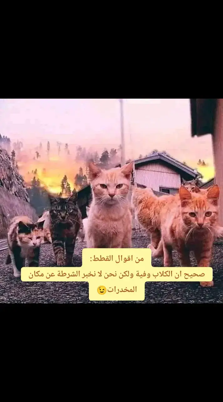 مولوكاتا