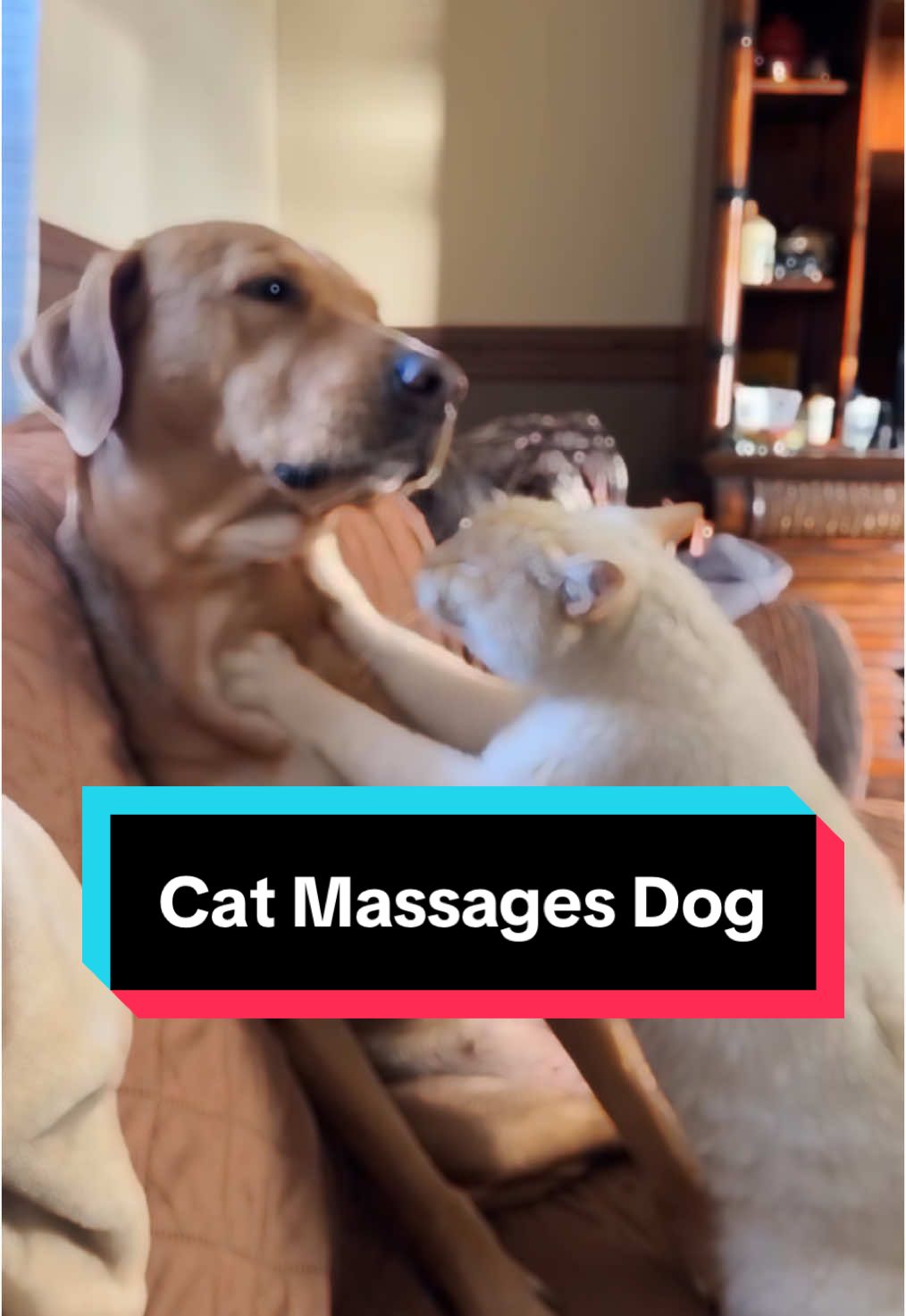 Cat Massages Dog #beckyspetcare #northernvirginiapetsitter  #cutepetvideos #dogcatvideosfunny #cutepetvideos 