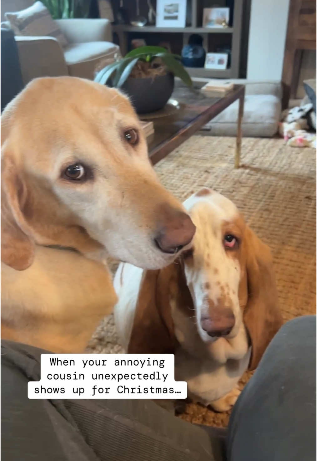 Who invited this guy? . . . #funnydogs #viraloninstagram #dogsoftiktok #lab #bassethound 