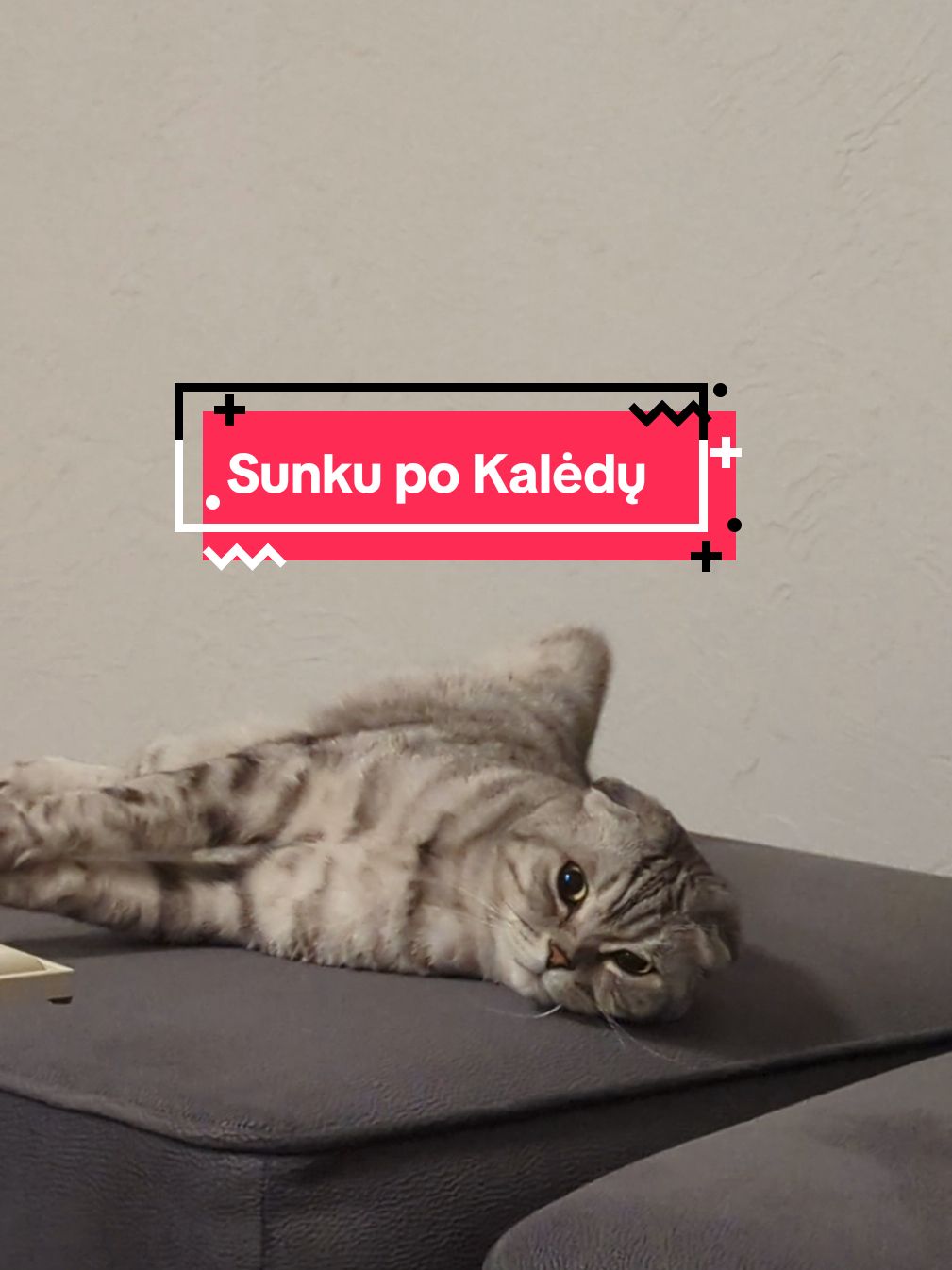 Ar ir jums taip sunku atsigauti po Kalėdų? 😹 #christmas #holiday #toomuchfood #catlover #catsoftiktok #scottishfold 