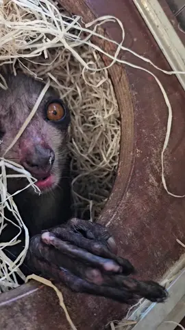 Please accept this bamboo🙏🙏  #ayeaye #lemur #cuteanimals #animalsoftiktok #jersey #jerseyzoo 