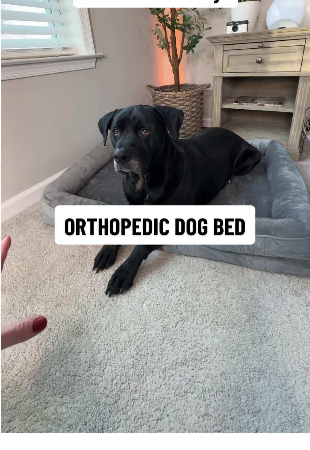 Your doggos will love this orthopedic dog bed from @Bedsure Pet 🫶🏻 #dogbed #bedsure #dogsoftiktok #treasurefinds #spotlightfinds #tiktokshopholidayhaul #ttsdelightnow #giftguide #starcreatorcompetition #ttsstarcreator #ttsbeautybesties #tiktokshopcreatorpicks #mademyyear #newyearnewaura #tiktokshopyearendsale 