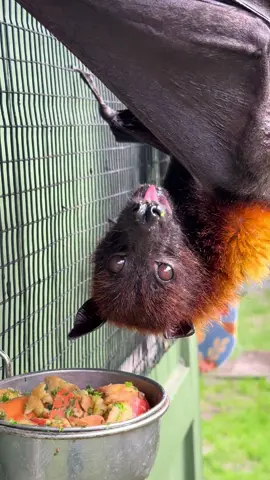 Large Flying Fox, Snoopy, is searching for the perfect mouthful of fruit. 👀 🍎 🦇 #lubeebatconservancy #fyp #florida #nonprofit #cute #bats #fruitbats #flyingfoxes #lubee #fypシ 