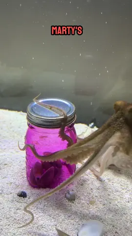 🐙 Meet Marty, the genius octopus! Watch him effortlessly open a jar to get his breakfast. Such a smart and gentle creature craving attention! #OctopusGenius #SmartSeaCreature 🌊✨ #octopus