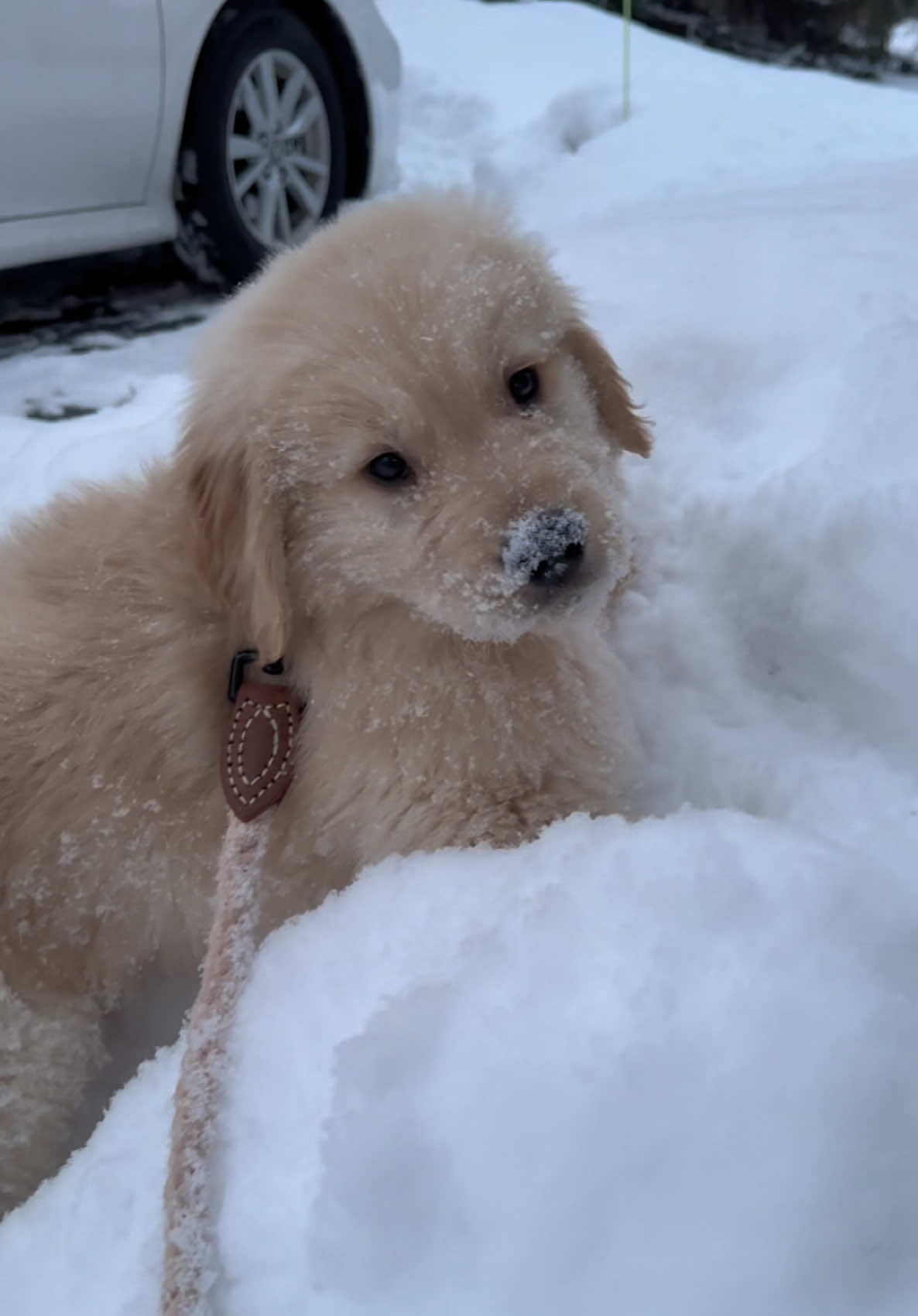 little snow baby !!!! ⛄️❄️🎿🐾                                                      #golden #goldenretriever #goldenretrievers #goldenpuppy #goldenretrieversofinstagram #goldenretrieverpuppy #goldenretrieverpuppies #puppy #dogsoftiktok #goldensoftik #dogsofchicago #instagram #cutepuppy #chicagogoldens #puppies #puppiesoftiktok #cutie #tank #floof #snow #snowday 