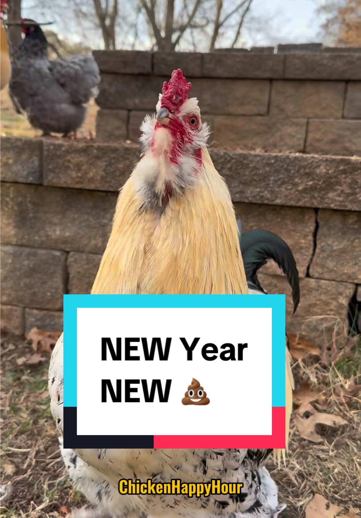 NEW year NEW 💩 😉 #newyear #happynewyear #chicken #rooster #psa #funnyanimals #newyearseve #chickensoftiktok #chickenhappyhour   