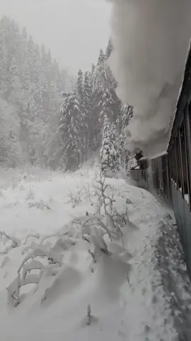 What is it about a winter storm that stirs something ancient in the soul? The Vaser Valley, cloaked in its alabaster raiment, offers a tableau of unearthly splendor. Here, amidst the Maramureș wilds, the venerable Mocănița train, a relic of steam and iron, threads its way through the vortex of snow. Each whistle is a hymn to forgotten epochs, each puff of smoke a specter lost in the whorls of a celestial blizzard. It doesn’t merely move through the storm—it communes with it, drawing the heavens to earth in a cosmic embrace. The narrow-gauge railway, one of Europe’s last steam-driven lifelines, stretches through 60 kilometers of untouched wilderness. Built in the 1930s to ferry lumber, it now transports dreamers and wanderers. This route through the Carpathians, cutting through primal forests and shadowed gorges, transforms in winter into a realm of otherworldly phantasmagoria. Icicles hang like nature’s chandeliers, crystalline and cruel. Snowfall cascades in curtains, obscuring the sun and transmuting the landscape into a monochrome opalescence. The air hums with the clang of iron wheels on steel rails, a haunting cadence that echoes across the valley. It is not merely a train ride—it is an odyssey through the sublime. How often does one have the chance to journey through a landscape where the elements themselves seem alive, dancing and conspiring with the earth below and sky above? As the Mocănița presses onward, you wonder: is it pulling us into the past, or into some dreamscape that exists beyond time? Video by @sz.monika  [ Maramureș Wilderness, Steam Train, Mocănița, Winter Journeys, Vaser Valley Railway, Carpathian Snowstorm, Romanian History, Heritage Railways, Mountain Landscapes, Rustic Charm, Nature’s Beauty, Hidden Romania, European Gems, Snow Adventures, Forest Mystique, Timeless Travel, Iron Horse, Alpine Splendor, Remote Valleys, Winter Solitude ] #romania #vaservalley #mocanita #steamtrain #winterwonderland #travel #snowstorm #romaniatravel #carpathians #hiddenromania