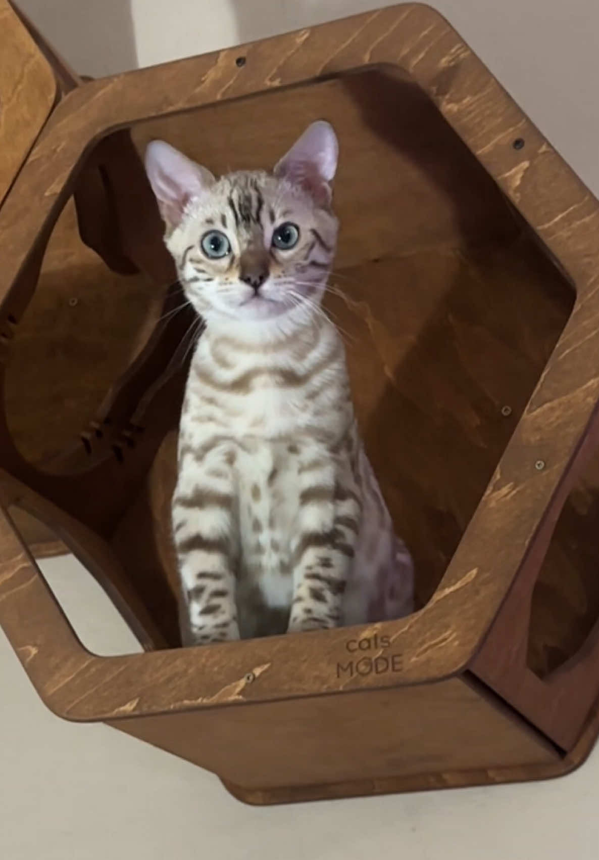 She’s a baby lion! 🐯🍼#cats #bengalcat #happinessisakitten #snowbengalkittem #fyp 