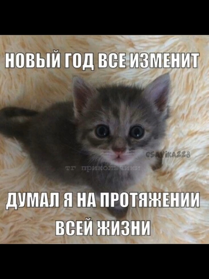 тгк: сайка пакостит  :( #озвучкамемов #рек #ня #мемы #реки #мем #сайка228 #постирония #рекирекомендации #озвучка #позор #котики 