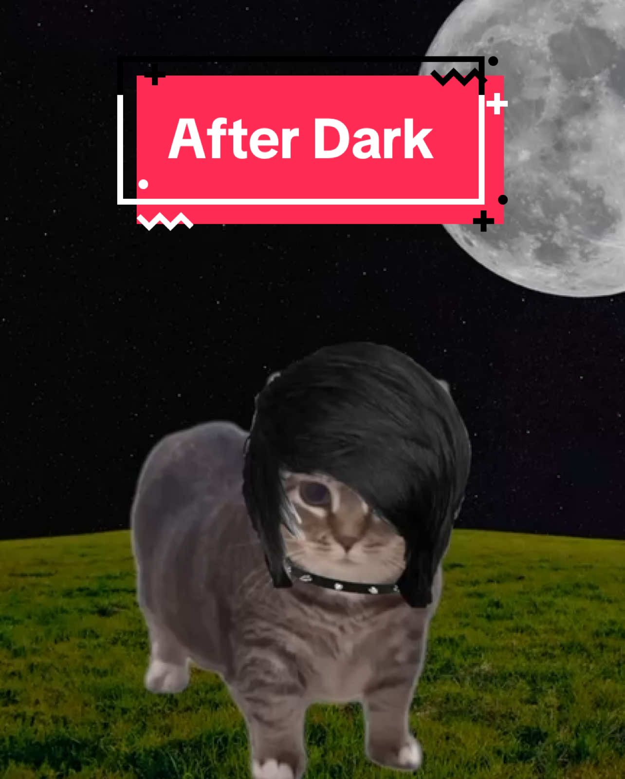 OIA cat sings After Dark! #cats #catsoftiktok 