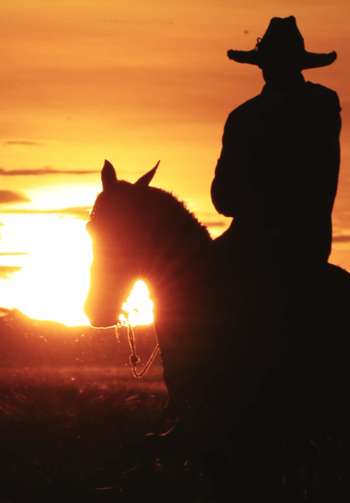 La paz del llano venezolano 🇻🇪  Agua, ganado, llaneros y atardeceres inigualables 🌅 #venezuela #llanos #🇻🇪 #atardecer #sunset #ride #horse #caballo 