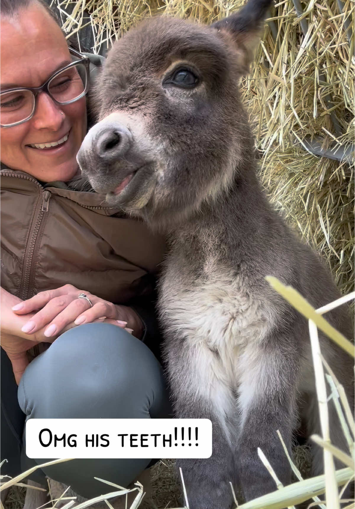 Toofers! 🦷 #bonkeyzoomies #newborndonkey #minidonkeycolt #minidonkeys #babydonkey #bonkey #babydonkeycuteness #babydonkeyteeth 