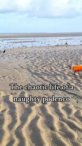 What to expect when you get a #podenco 😂 #podencomaneto #podencoandaluz #huntingdog #spanishdog #rescuedog #naughtydog #funnydog #dogsoftiktok 