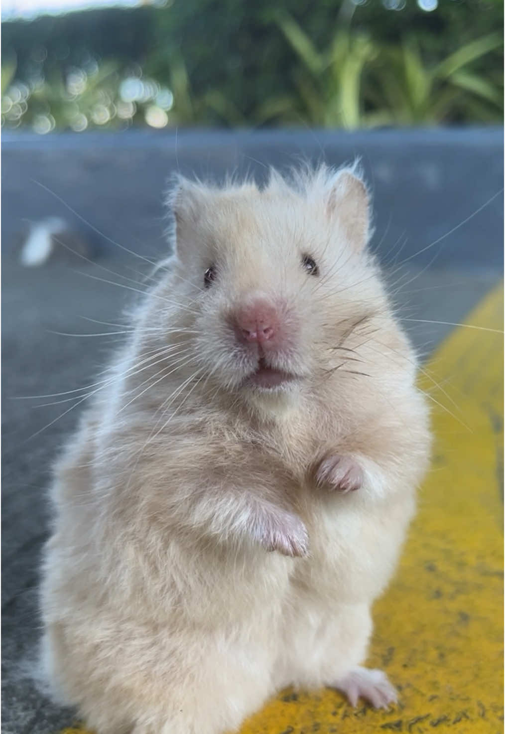 This hamster is feeling lost 🐹 | #hamster #hamsterpet #cutepet #cutie #tinyvillage #TikTokShop #fyp #fypシ