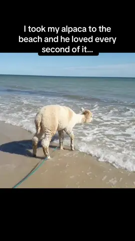 That JUMP was majestic 🤣🤣 #RoadTo17Million #Pubity  (@alfie_the_alpaca_in_adelaide via ViralHog)