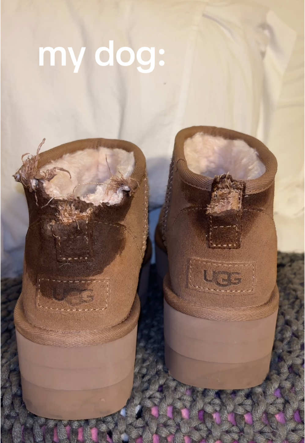 I’ve been sobbing for two hours, Ozzy is now up for sale if anyone would like to purchase him to cover the damages 🥲 @UGG® #uggs #ugg 