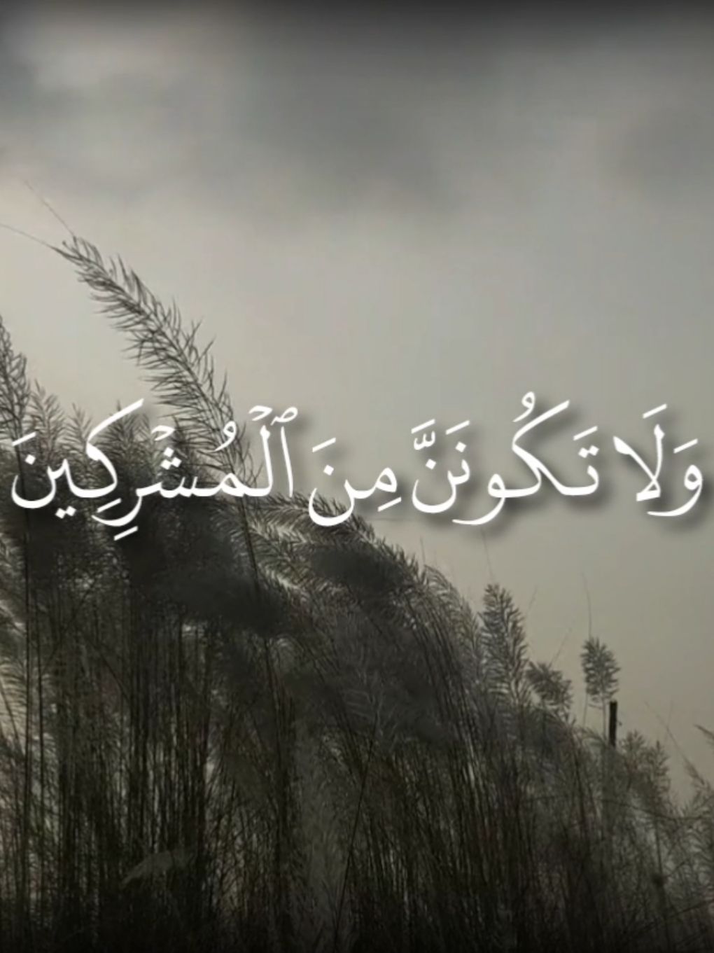 الشيخ محمد ايوب 🖤#قرآن #لا_اله_الا_الله #محمد_ايوب 