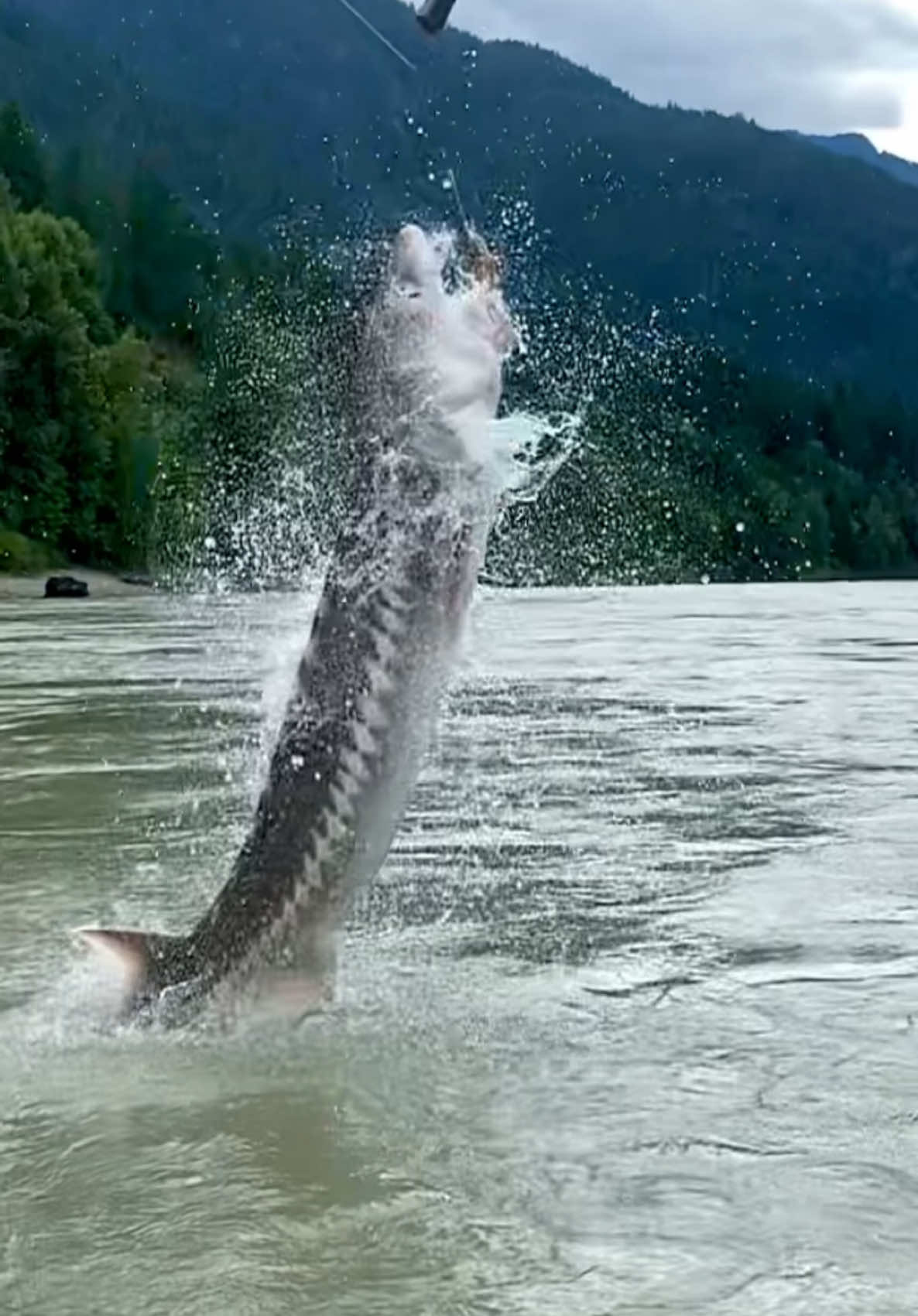 Who’s excited for the 2025 fishing season 🎣🙌 #fishing #2025 #sturgeon #fishingtrip #fraserriver #sturgeonco #fishingcharters #bucketlist #fish 