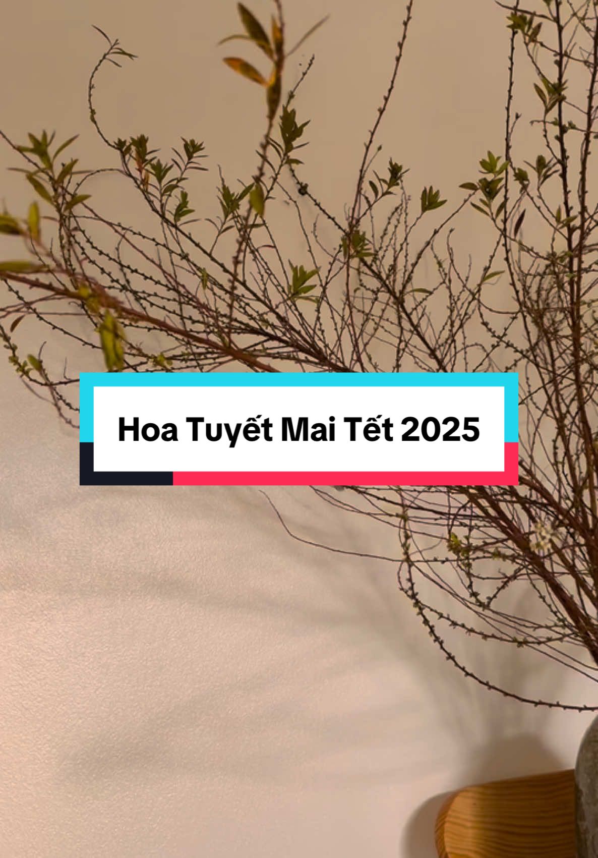 Tết đến thật rồi các bác ơiiii #hoatet #tet2025 #ameeflora #xuhuong 