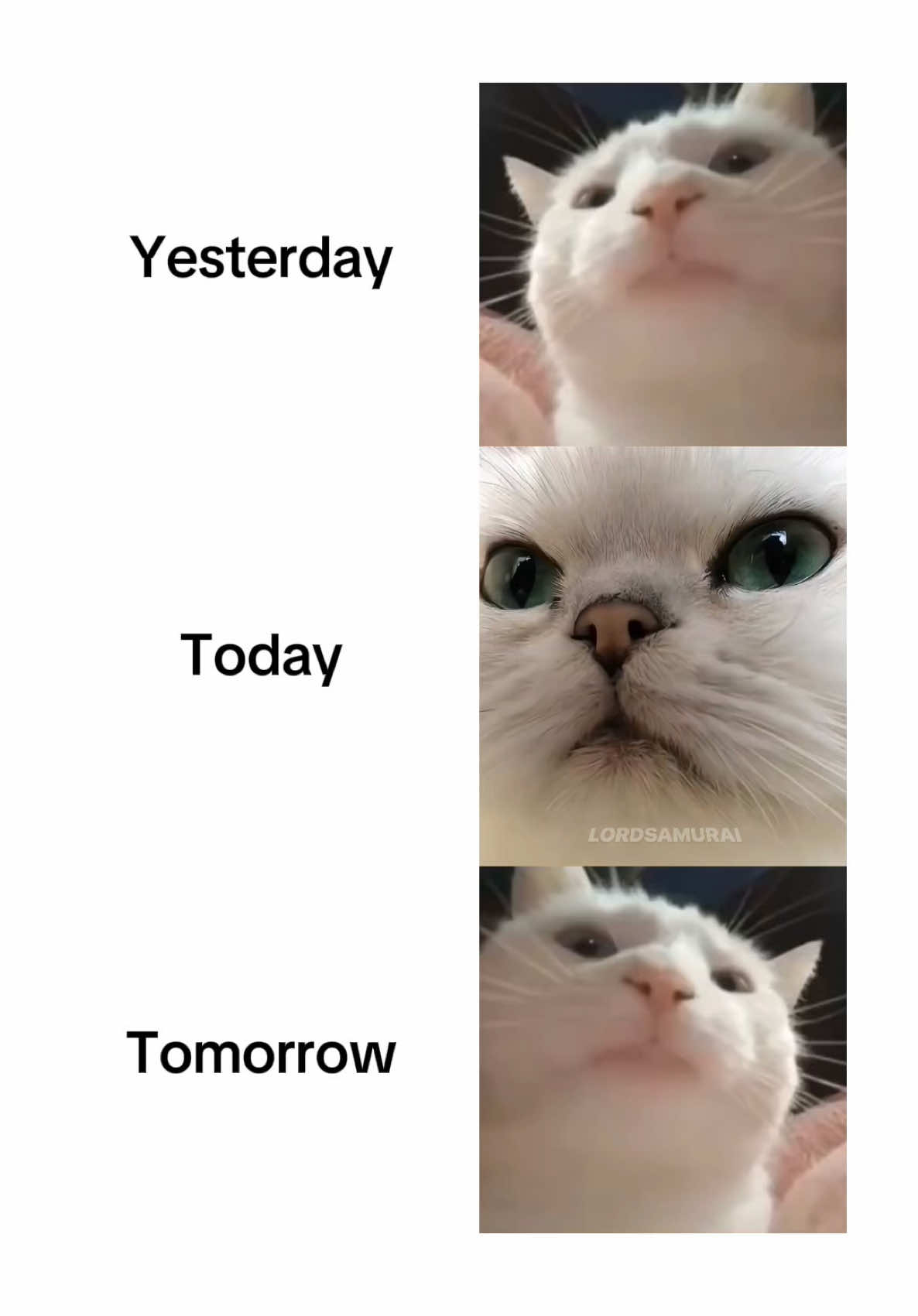 Real #meme #cat #fyp 