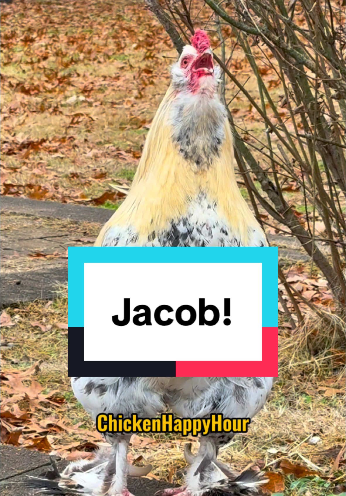 Frankie calling for #jacob #jake #jakob #rooster #memestiktok #chickens #funnyanimals #chickenhappyhour  