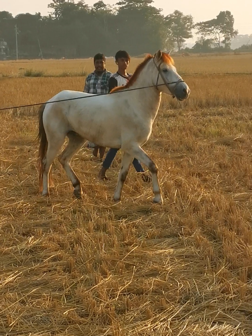 মাঠে আসল বীর বাহাদুর ঘোড়া #horse #horselover 