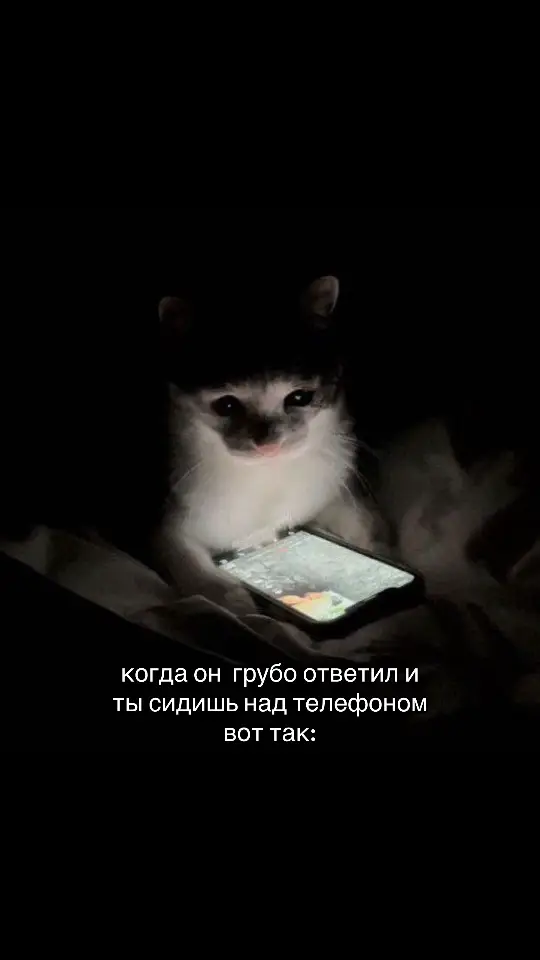 #щп #щитпостинг #щитпостер #щитпосты #кот #щитпосты #котик 