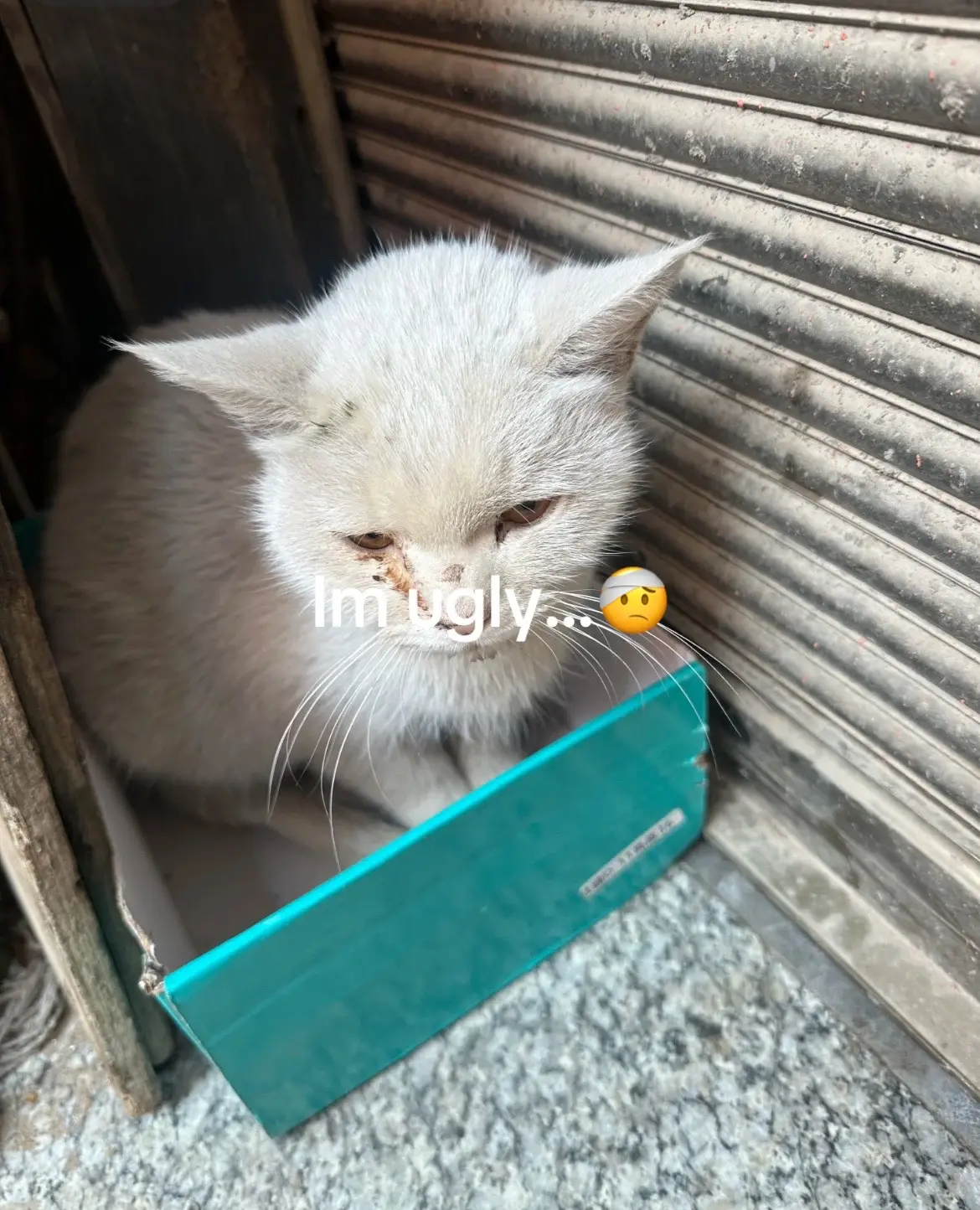 I’m ugly😭😭😭#cat #catsoftiktok #catlover 