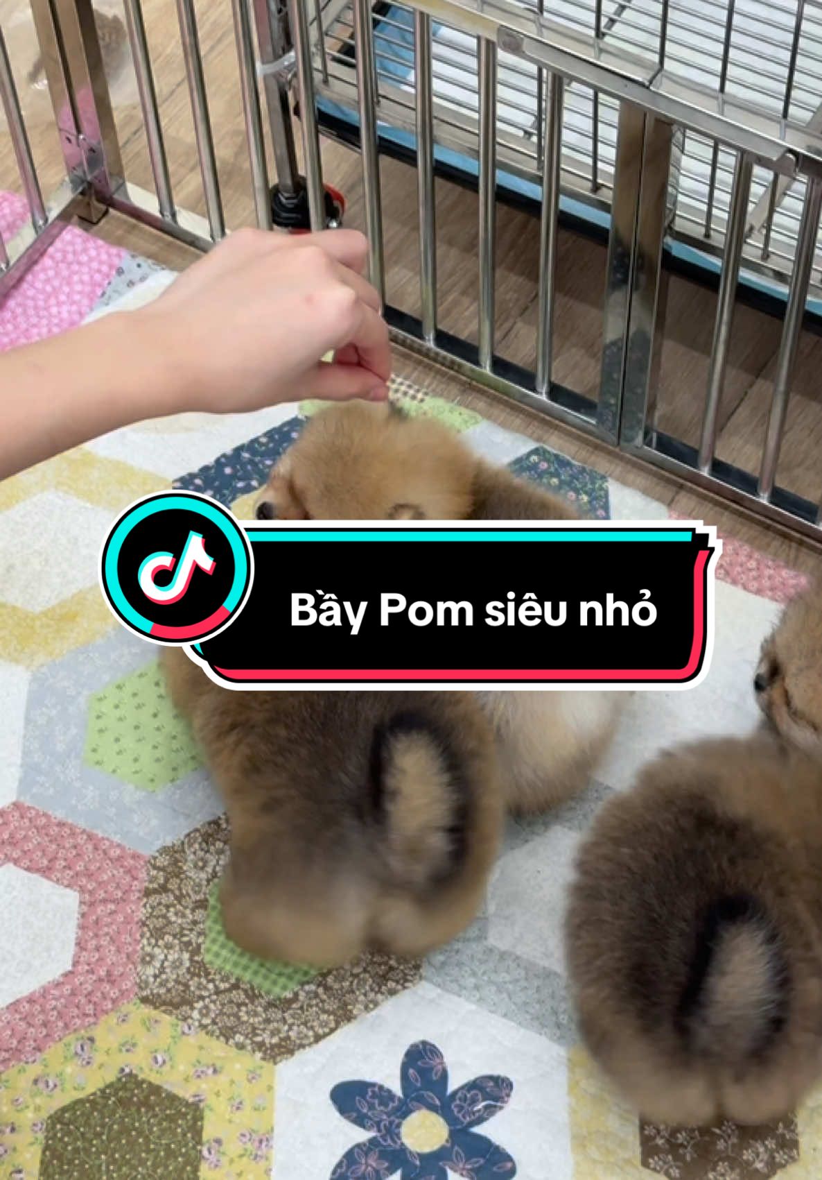 Cưng quá hà 🥰 gả biết bnhieu bầy  rồi nhưng mỗi lần có mấy em Pom xinh nho nhỏ như này chỉ muốn để ngắm hoài thui á hehehee #phốcsóc #pomeranian #phocsoc 